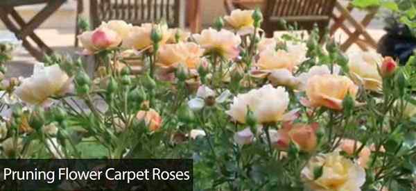 Comment s'occuper et tailler la vidéo de roses de tapis