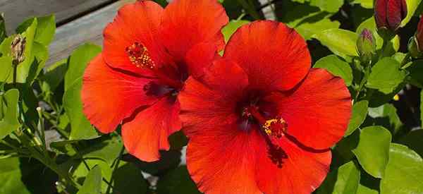 Élagage hibiscus comment et quand tailler l'hibiscus pour une meilleure croissance