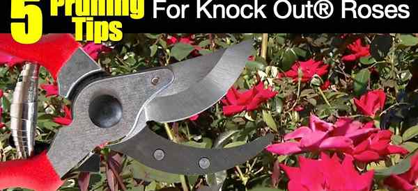 Comment tailler les roses knockout - [5 conseils vidéo]