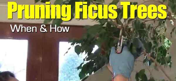 Podando ficus árboles cuando y cómo