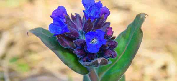 Pulmonaria angustifolia Plant Care, jak uprawiać płuc