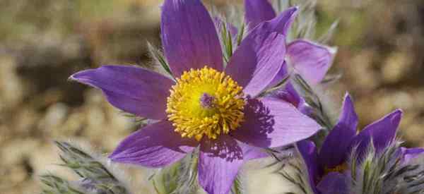 Pasque -Blume Wie man Pulsatilla vulgaris wächst und für sie kümmert