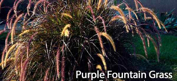 Rumput Air Terjun Ungu Cara Mengurus Pennisetum Setaceam