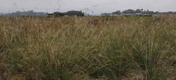 Crescendo e cuidando da grama de agulha roxa (Nassella Pulchra)