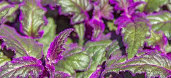 Prendre soin d'une plante de passion violette
