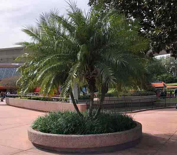 Dwarf Date Palm Care Growing Phoenix Roebelenii