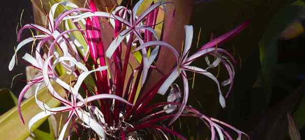 Rainha Emma Crinum Lily [Crinum Augustum] Crescendo e Cuidado