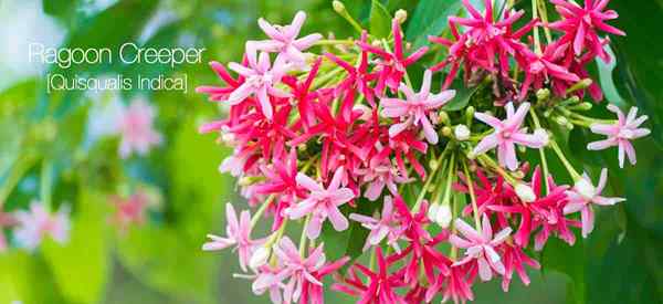 Rangoon Creeper Care wachsen Quisqualis indica