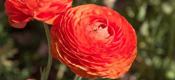 Flores de borboletas persas em crescimento como cuidar de Ranunculus