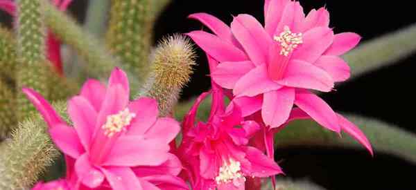 Cacto de cauda de rato Como crescer e cuidar de Aporocactus flagelliformis