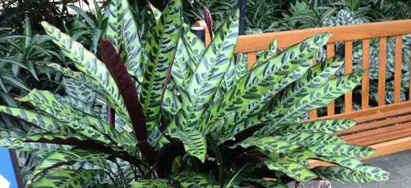 Aprenda a cultivar planta de serpiente de cascabel (Calathea lancifolia)