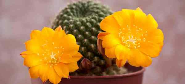 Consejos de cultivo de atención de Reputia cactus para el cactus Crown