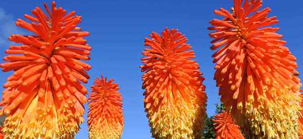 Puntos de crecimiento de la planta de póker rojo caliente para Kniphofia