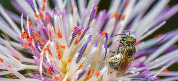 Acariens vers les araignées rouges comment les gérer et protéger vos plantes