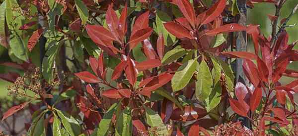 Arbustos de photos de ponta vermelha crescendo e cuidando
