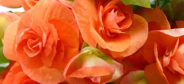 Croissance Rieger Begonia comment prendre soin des plantes Elaitor Begonia