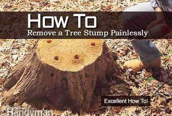 Comment éliminer un arbre