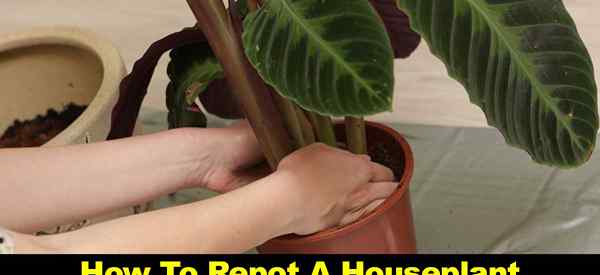 Cara merepote houseplant