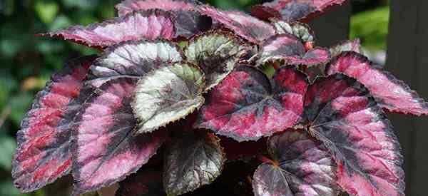 Tips Rex Begonia untuk menanam Begonia daun-dicat [detail]