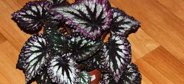 Growing Rex Begonias bajo luces fluorescentes