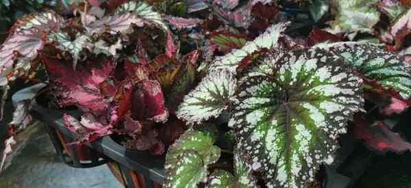 Rex Begonia sebagai tanaman rumah