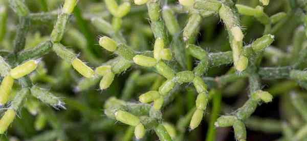 Rhipsalis Cereuscula Cations de cuidado