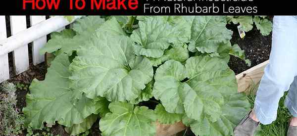 Bagaimana membuat insektisida alami dari daun rhubarb