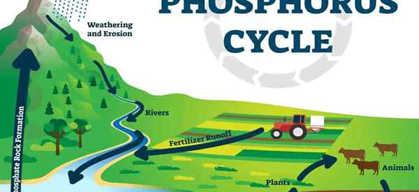 Qu'est-ce que le phosphate de roche et comment l'utiliser dans votre jardin?