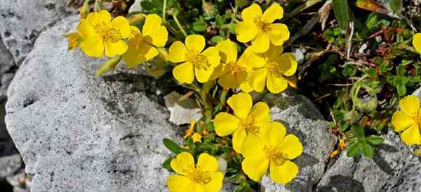 Helianthemum Nummularium CARE CUIDADES Cultivando la roca Rose