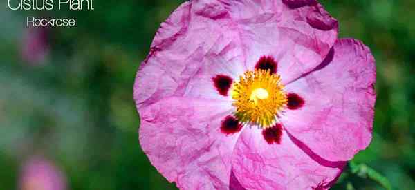 Cistus Plant Care Tipps zum Anbau der Rockrose