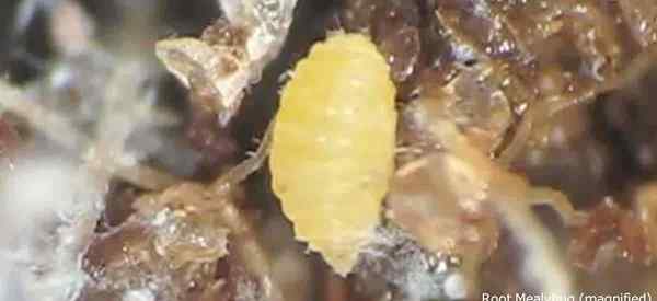 Kecik Mealybugs Root untuk Mencegah dan Mengobati Root Mealy Bug