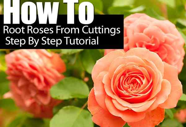 Como fazer as rosas de root de estacas passo a passo tutorial