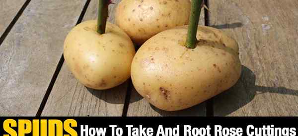 Cara Mengambil dan Root Mawar Stek