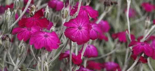 Rose Campion Tumbuhan Cara Tumbuh dan Menjaga Lychnis Coronaria