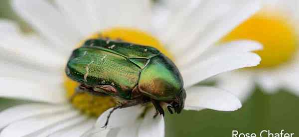 Rose Chafer Beetle Control Tips Untuk Mengontrol Kumbang Chafer Lapar