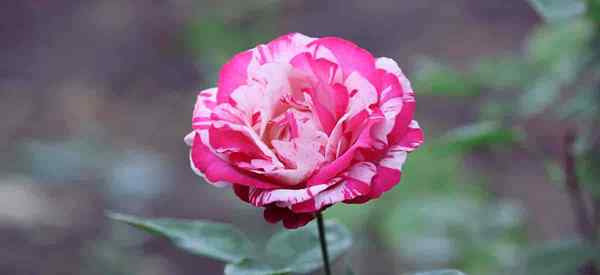 Der beste Rosendünger für starke Pflanzen und schöne Blüten