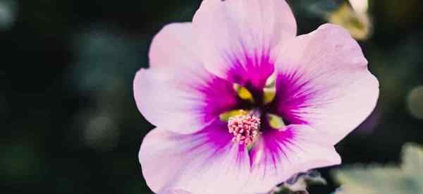 Rose of Sharon Fertilizer