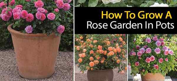Petua untuk menanam taman mawar di dalam periuk