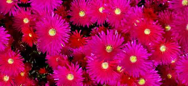 Cultives de rosea Ice Plant Drosanthemum Floribundum Propagation et soins