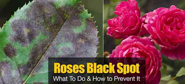 Tip Black Spot On Roses di Rose Black Spot Treatment