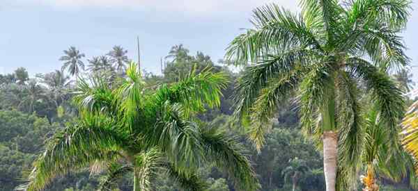Dicas de crescimento de cuidados com palmeiras reais para Roystonea Regia