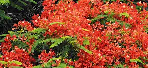 Royal Poinciana Tree Belajar Penjagaan Delonix Regia yang berwarna -warni