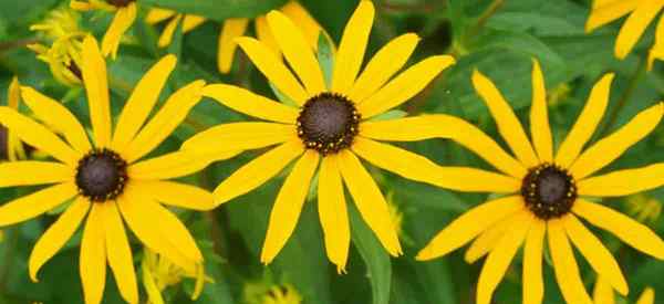 Conseils sur Rudbeckia Maxima Care