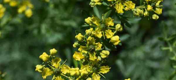 Detalles del cuidado de la planta de rue sobre cómo cultivar ruta graveolens