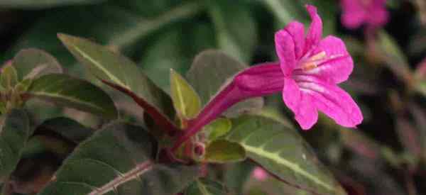 Ruellia Makoyana como cultivar a planta colorida de macacos