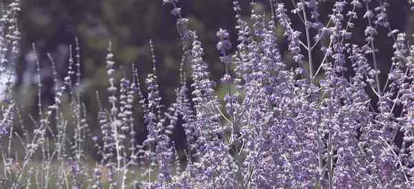 Plantes de sauge russes croissantes Comment prendre soin de la Perovskia