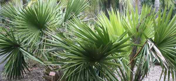 Comment cultiver nain palmetto palmier (sabal mineur)