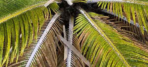 Sago Palm zmienia żółty 7 powodów, dla których dlaczego