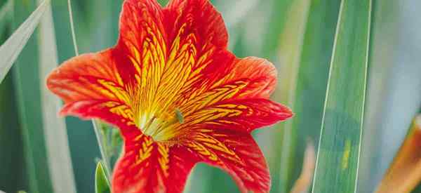 Salpiglossis sinuata cómo cultivar y cuidar las plantas de lengua pintadas