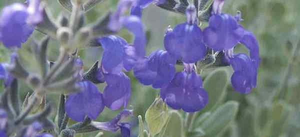 Como cuidar de Salvia Chamaedryoides